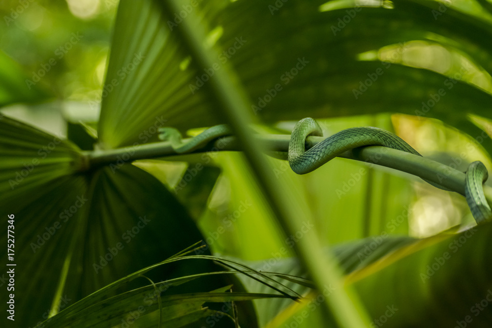 Fototapeta premium Tree Snake