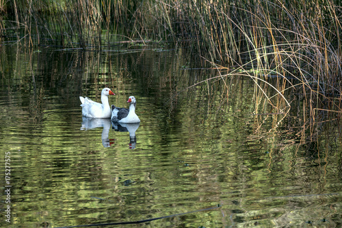 Family of young geese swimming on a pond