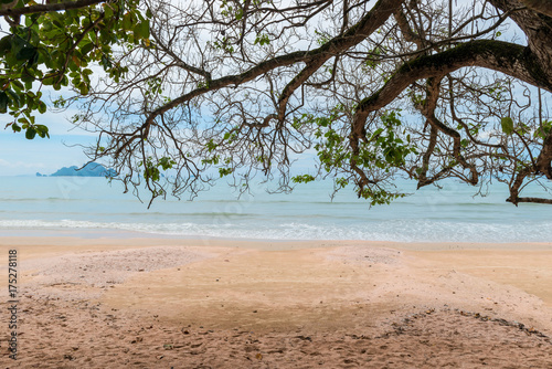 Fototapeta Naklejka Na Ścianę i Meble -  trees on a sandy beach in Thailand near the sea