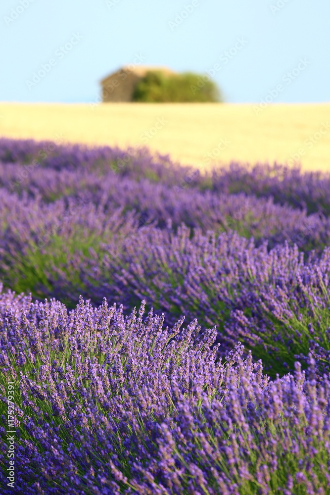 Obraz premium Campo lavanda e grano