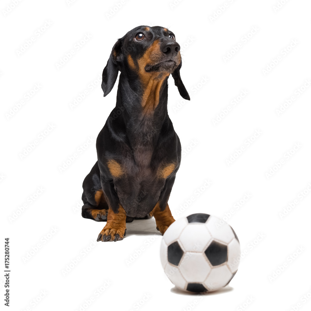 funny portrait of a dog (puppy) breed dachshund black tan,  with soccer (football) ball isolated on white background