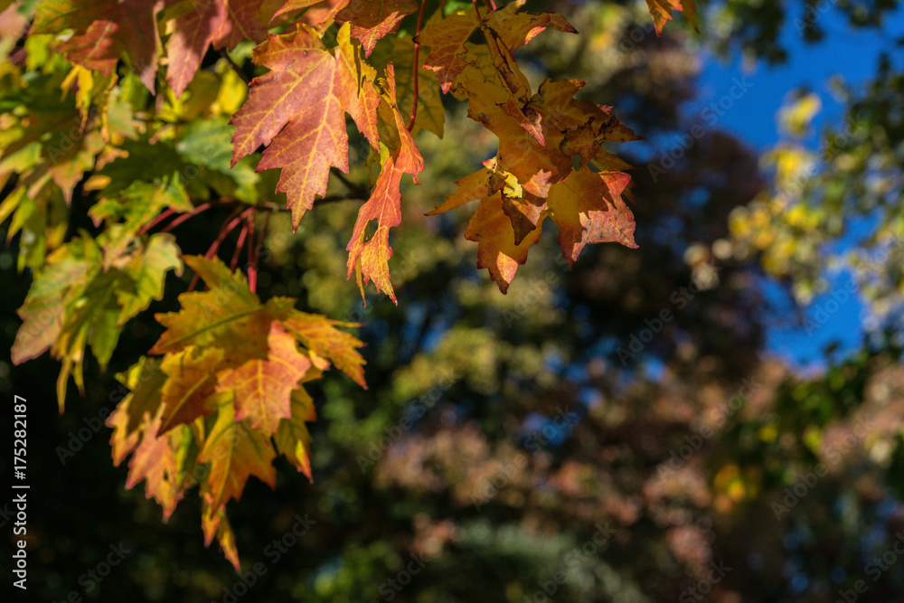 red orange leaves on tree in fall season autumn red orange leaves on tree in fall season autumn