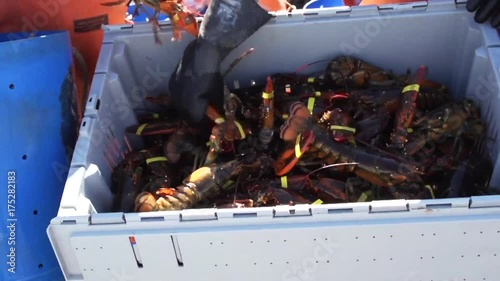 Fisherman place lobsters in crate