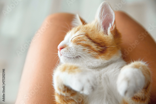 Fototapeta Naklejka Na Ścianę i Meble -  Cute little kitten sleeping on owner's knees