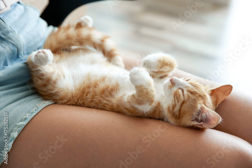 Fototapeta Naklejka Na Ścianę i Meble -  Cute little kitten sleeping on owner's knees