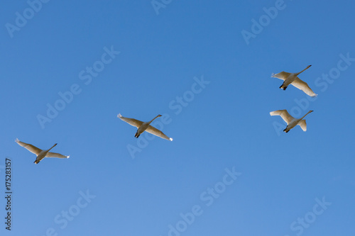 Whooper swans fly over in blue sky