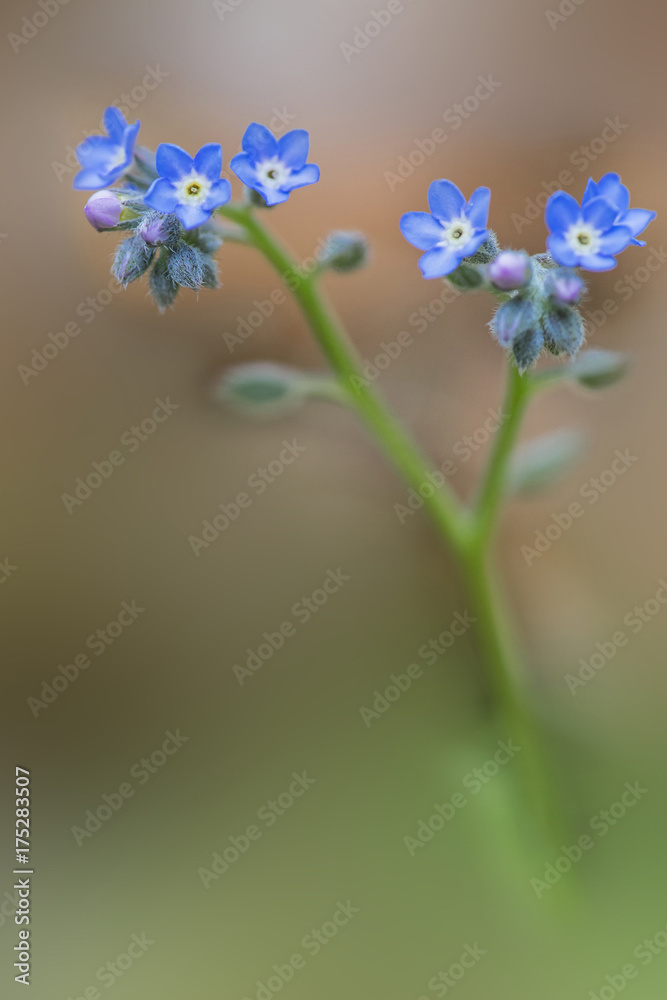 Fototapeta premium cansiglio