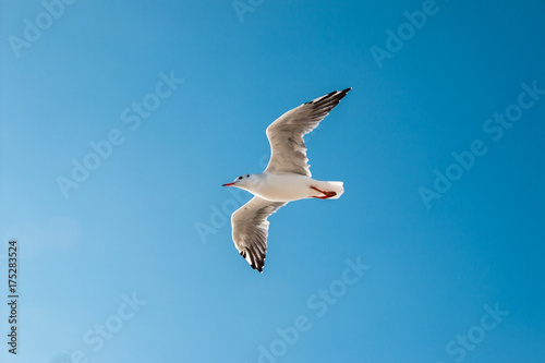 Biały ptak na błękitnym niebie © blesz