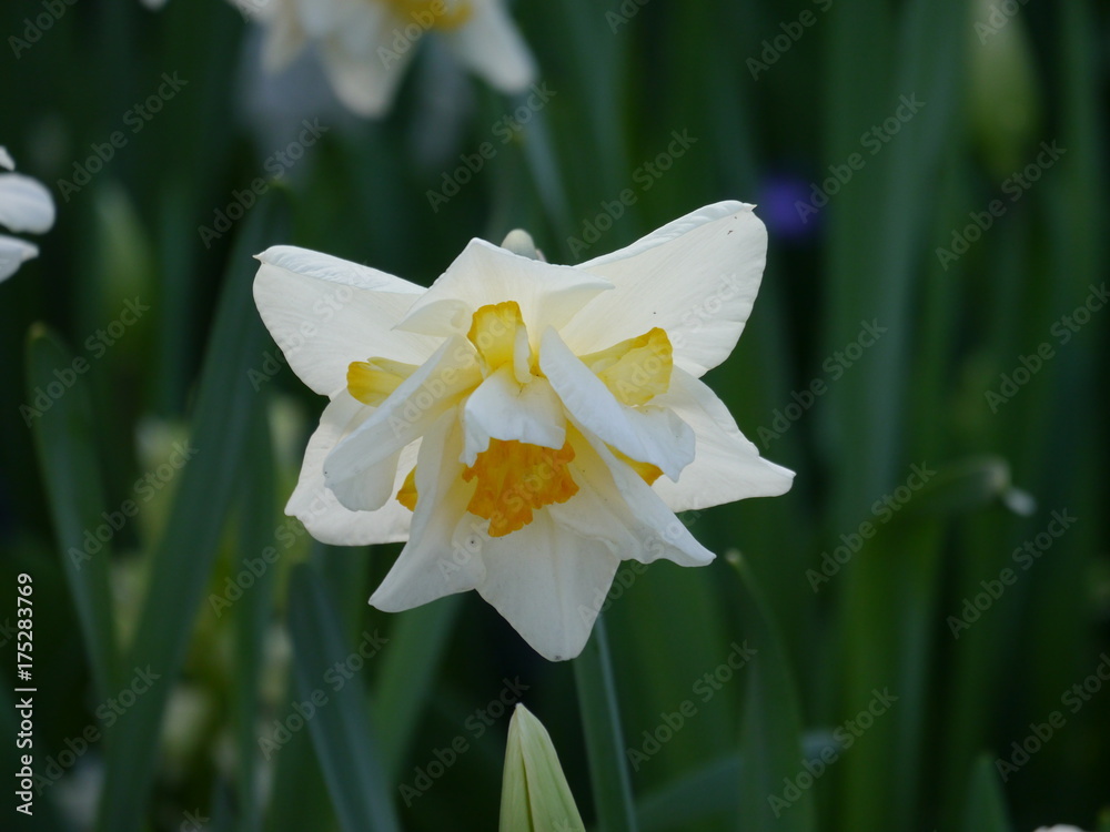 Fototapeta premium Easter bell as a plant, narcissus, daffodil, withe yellow,leaves in background, look in the inner. more daffodil in background.