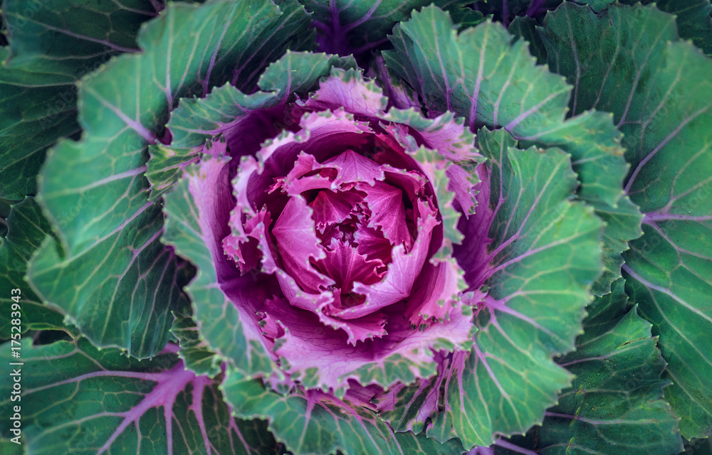 Ornamental Cabbage Ornamental Cabbage