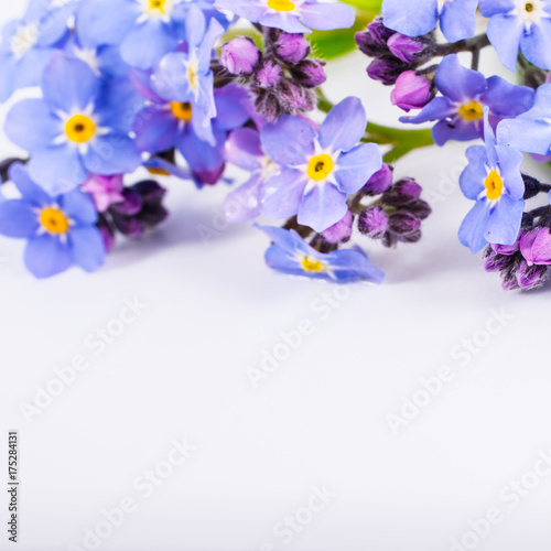 close-up of Myosotis or forget-me-nots on white background with copy space. macro spring and summer border template floral. mockup greeting and holiday card.