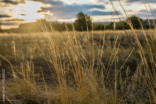 steppe grass feather grass on a sunset background. frame resembling a movie. The dried grass is illuminated by the sun in warm shades.