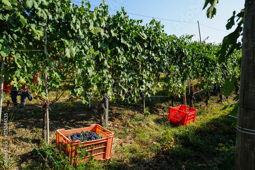 Harvest in vineyards in Barolo