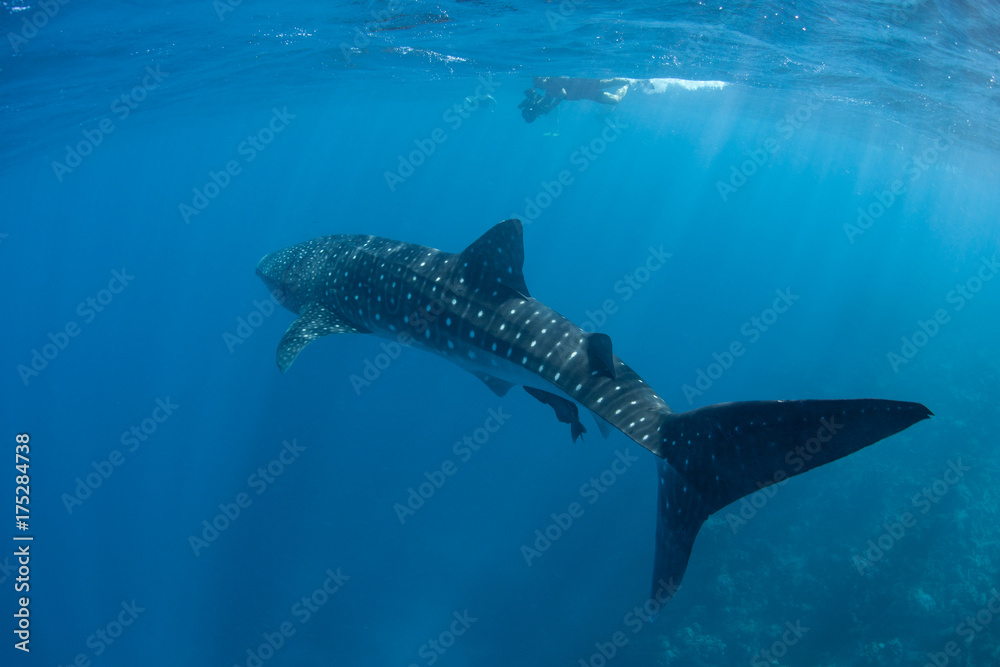 Fototapeta premium Whale Shark and Videographer