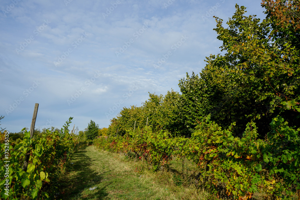 Vineyards around La Morra, Piedmont - Italy