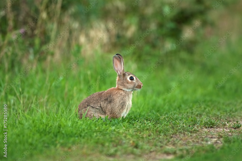 Fototapeta premium common rabbit, oryctolagus cuniculus, Czech Republic