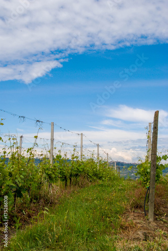 Vineyard in the Langhe