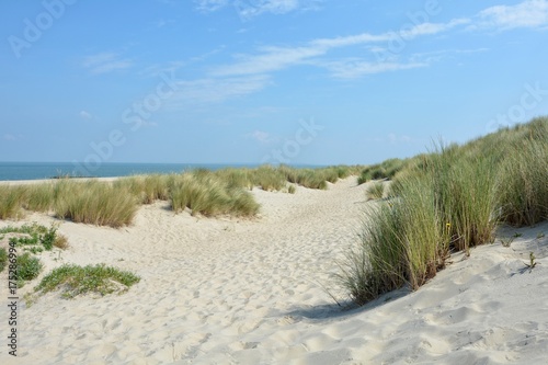 Fototapeta Naklejka Na Ścianę i Meble -  Dünen Landschaft mit viel Sand  an der Nordseeküste in den Niederlanden auf der Insel Schouwen-Duiveland