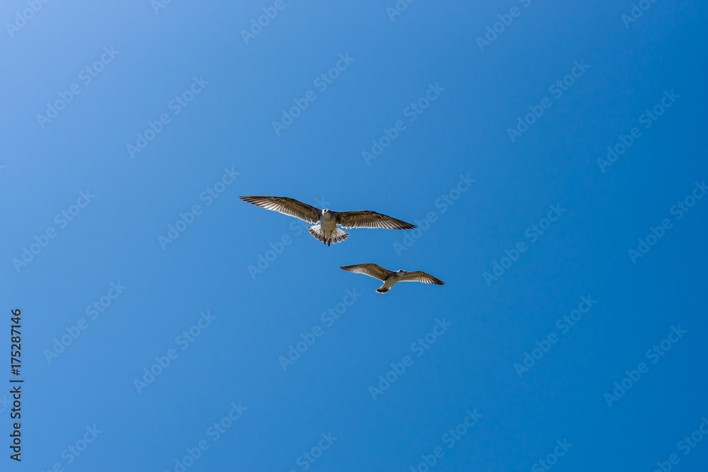 Obraz premium Gulls flying against the blue sky.