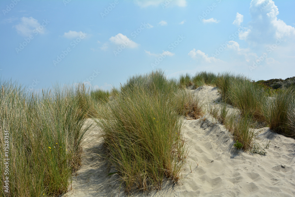 Landschaft in den Sanddünen an der Nordseeküste in den Niederlanden auf der Insel Schouwen-Duiveland Landschaft in den Sanddünen an der Nordseeküste in den Niederlanden auf der Insel Schouwen-Duiveland