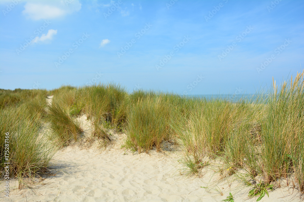 In der Mitte von Sanddünen an der Nordsee   mit dem Meer im Hintergrund