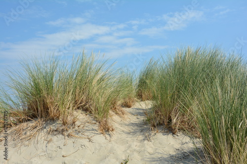 Strandhafer in den Sanddünen an der Nordseeküste mit blauem Himmel und weiße Wolken