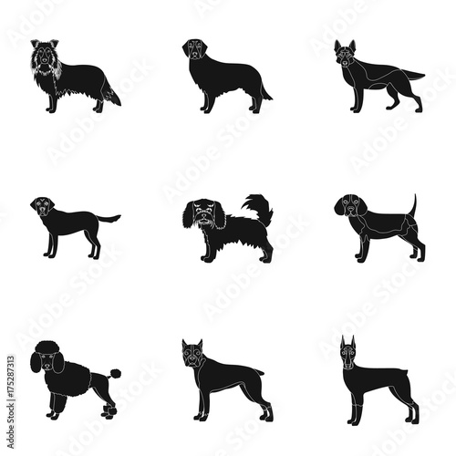 Dalmatian, dachshund, poodle, and other web icon in black style.Bernard, laika, shepherd, icons in set collection.
