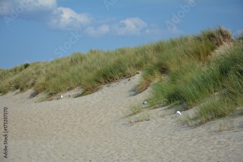 Fototapeta Naklejka Na Ścianę i Meble -  Möwen in den Sanddünen mit Strandhafer und blauem Himmel