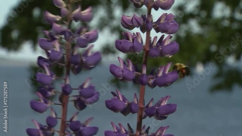 Close up, bumblebee flies on Lupine Meadow Flowers