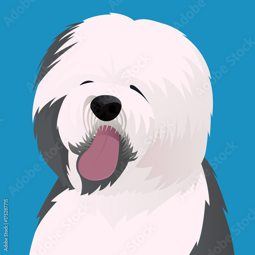 Old English Sheepdog close up