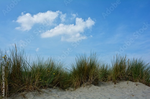 Strandhafer in den Sanddünen an der Nordseeküste von den Niederlanden