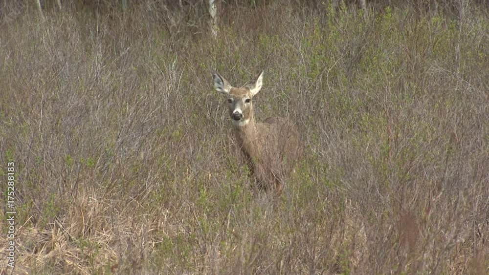 Whitetail deer in brush, Maine Whitetail deer in brush, Maine
