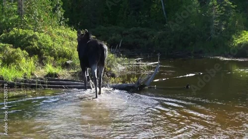 Wild moose walks in river, Maine