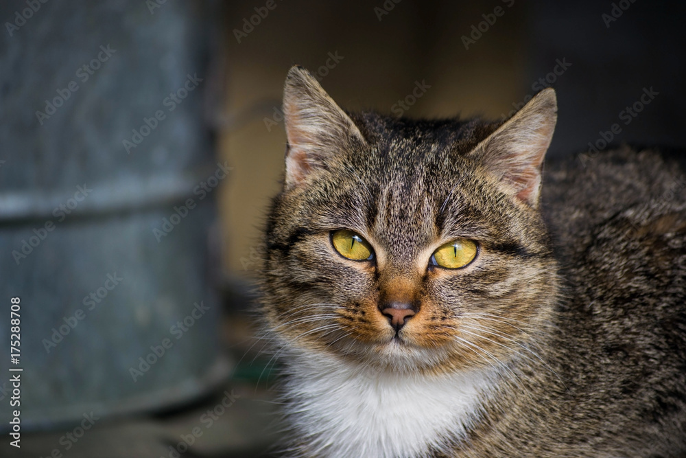 Grey cat outdoor portrait in a fantastic light