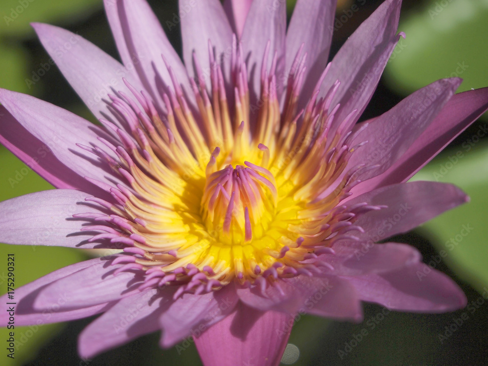 Beautiful lotus background Beautiful lotus background