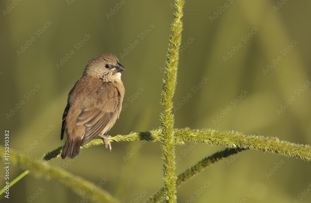 Fototapeta premium Nutmeg Mannikin on grass stalk
