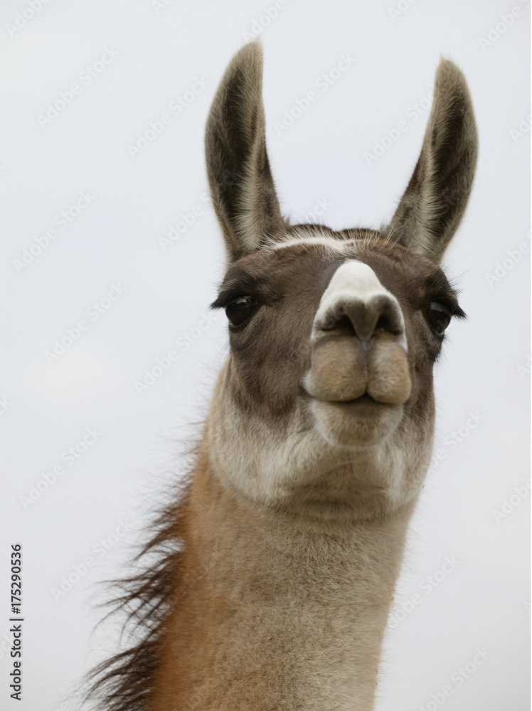 Obraz premium Llama close up
