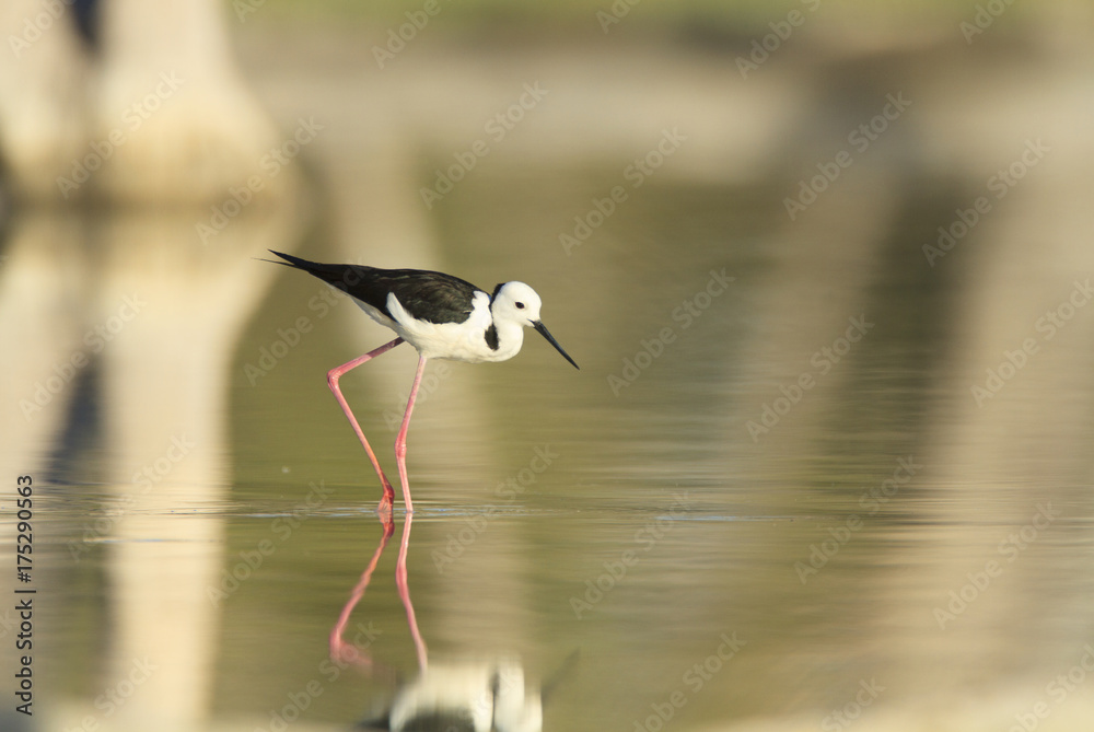 Obraz premium Wading black winged stilt