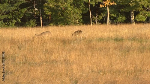 Pair of whitetail deer in Maine meadow
