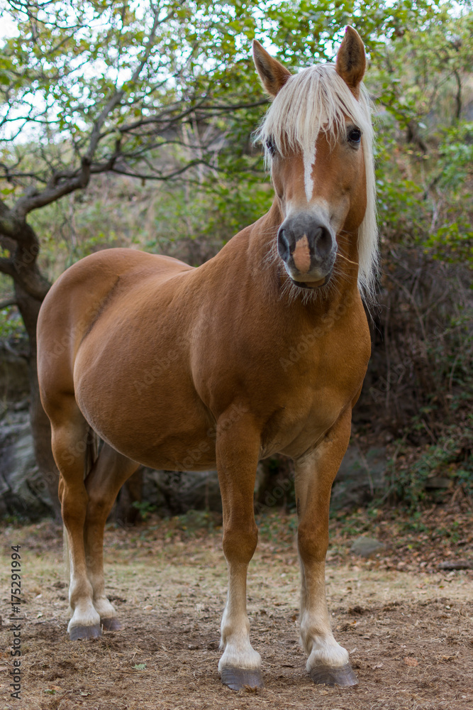 Obraz premium Brown Horse With White Mane