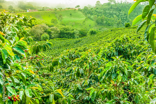 Coffee Plantation in Jerico / Colombia