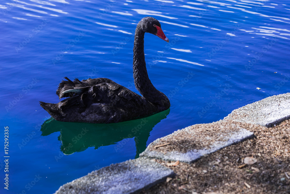 Obraz premium Black Swan in lake