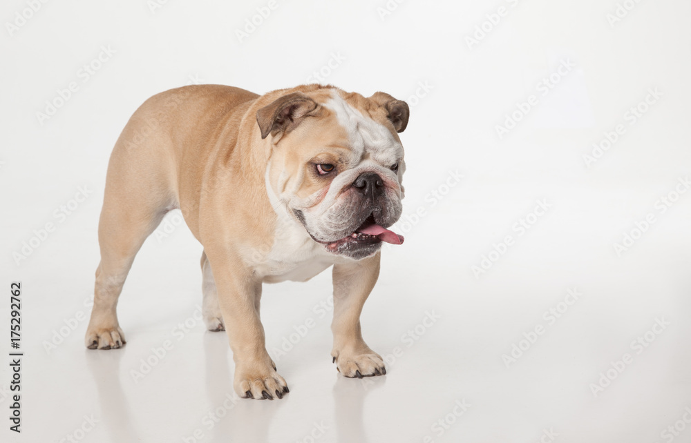 English Bulldog standing on white background looking down with tongue out