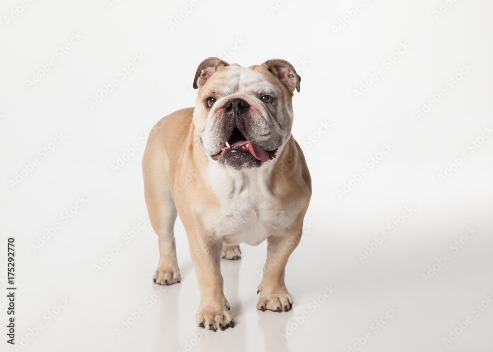 English Bulldog standing on white background looking at camera English Bulldog standing on white background looking at camera