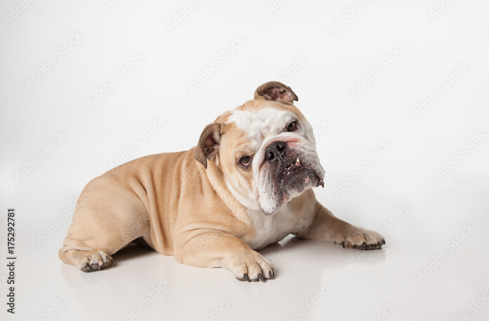 English Bulldog laying down on white background tilting head