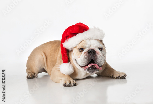 English Bulldog laying down on white background wearing a santa hat looking unimpressed