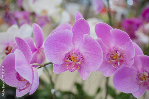 White orchid  purple