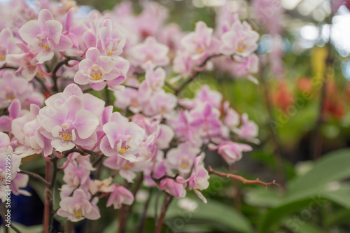 Pink orchid © songkran