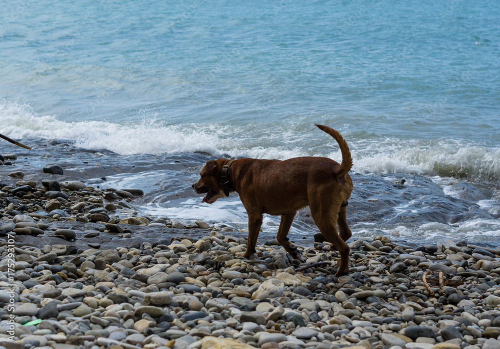 pedigreed dog playing in the sea waves on a pebble beach pedigreed dog playing in the sea waves on a pebble beach