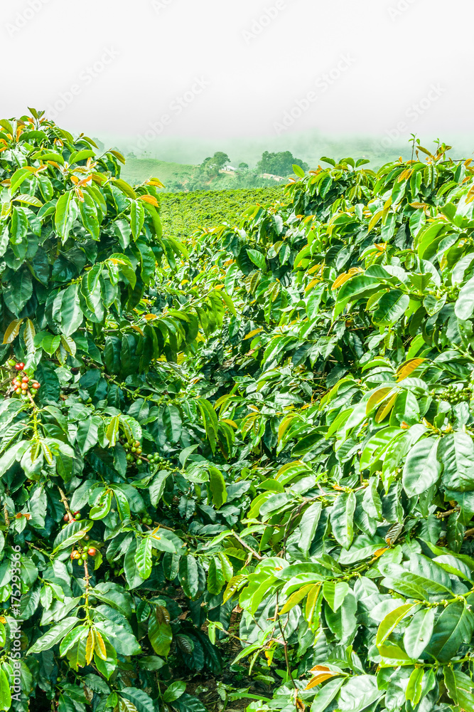 Coffee Plantation in Jerico / Colombia